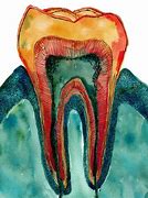 Image result for Cricket Teeth