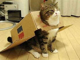Image result for Meme of Foldable Box Cat
