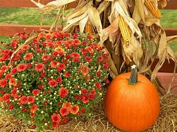 Image result for Pixabay Free Images Thanksgiving