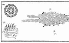 Image result for Sir William Herschel Fingerprints