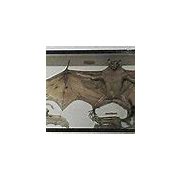 Image result for Realistic Bat Stuffed Toy