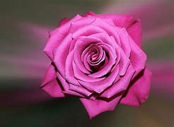 Image result for Purple Rose 4K