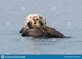 Image result for Otter Pink Nose