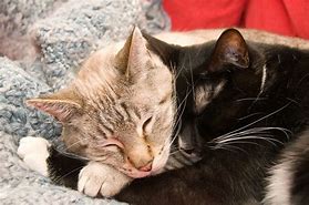 Image result for Cats Cuddling Ref