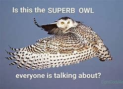 Image result for Superb Owl Meme