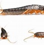 Image result for Aninme Crickets