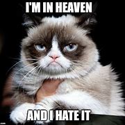 Image result for Grumpy Cat Memes Death
