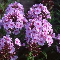 Image result for Phlox Cool of the Evening (Paniculata-Group)