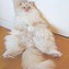 Image result for White Fluffy Cat with Black Shades Majestic