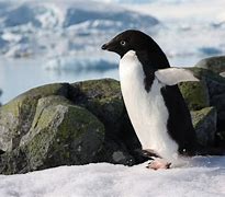 Image result for Take Picture of Penguin in Antarctica