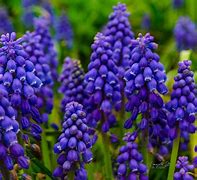 Image result for Lavender Spring Flowers