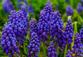 Image result for Early Spring Purple Flowers