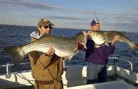 Image result for Striper Fishing Chesapeake Bay