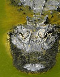 Image result for gator cleveland