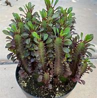Image result for Good Luck Cactus Plant
