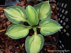 Image result for Hosta Holy Mouse Ears