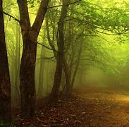 Image result for Mystical Foggy Forest