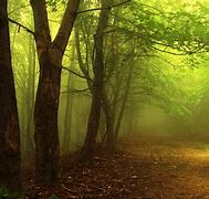 Image result for Mystical Foggy Forest Wallpaper