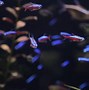 Image result for Aquarium Neon Fish Wallpaper