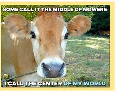 Image result for Cow Subway Memes