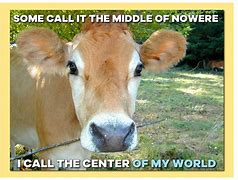 Image result for Explain Cow Meme