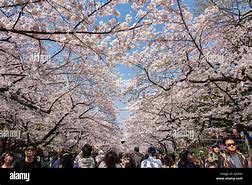 Image result for Hanami Cherry Blossom Viewing
