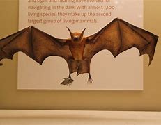Image result for Bulldog Bat Rainforest