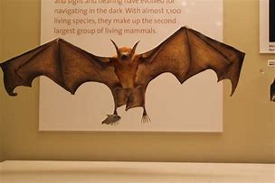 Image result for Bulldog Bat Wings