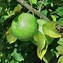 Image result for Cider Apple Trees