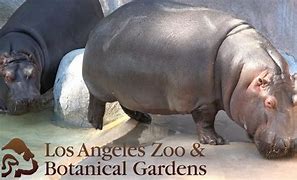 Image result for Los Angeles Zoo Bull