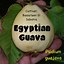 Image result for Egyptian Guava