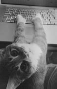 Image result for Where Are You Cat Meme