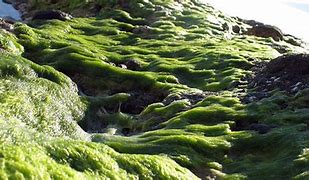 Image result for algaeear