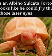 Image result for Funny Tortoise Memes