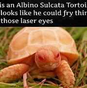 Image result for Tortoise Race Meme