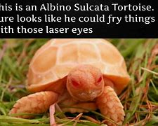 Image result for Tortoise Loses Meme