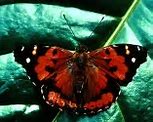 Image result for Nature Wallpaper Butterflies