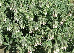 Onosma alborosea に対する画像結果