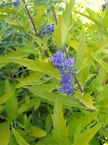 Image result for Caryopteris clandonensis Worcester Gold