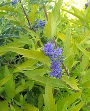 Image result for Caryopteris clandonensis Thetis