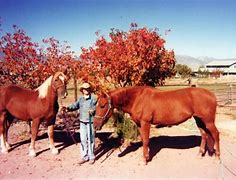 Image result for Draft Horse and Toddler