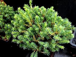 Image result for Picea glauca Blue Planet