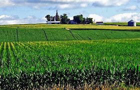 Image result for Iowa Corn Fields