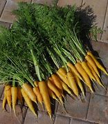Image result for Amarillo Carrot
