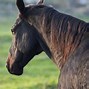 Image result for Texas Quarter Horse