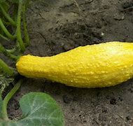 Image result for Yellow Squash with Bumpy Skin