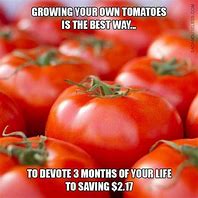 Image result for tomatoes memes