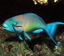 Image result for Parrot Fish