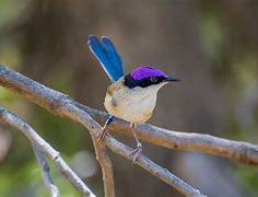 Image result for Purple Crown Fairy Wren