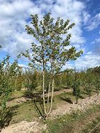 Image result for Prunus avium Plena